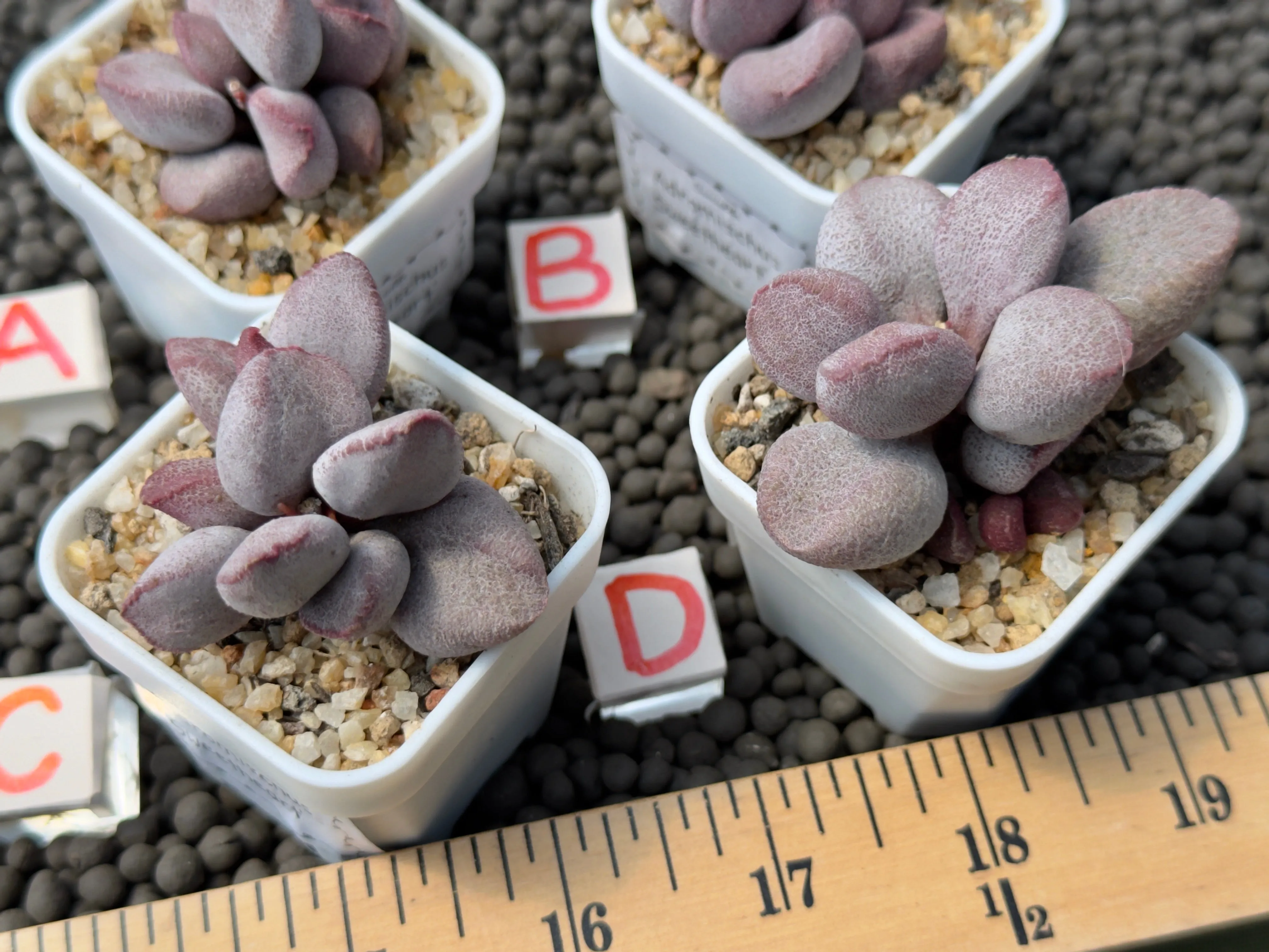 Adromischus 'Sweetheart' Imported Succulent Plant
