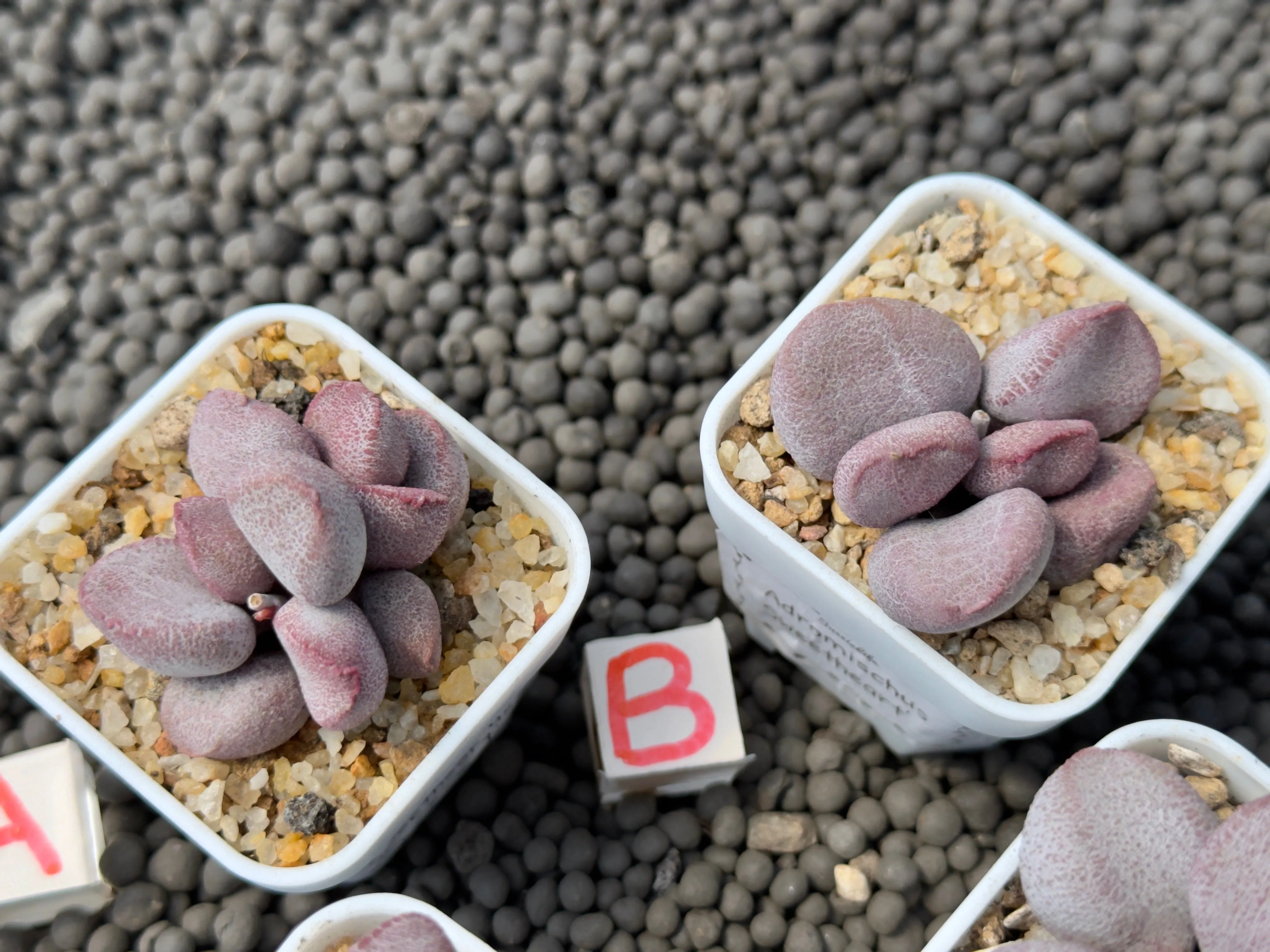 Adromischus 'Sweetheart' Imported Succulent Plant
