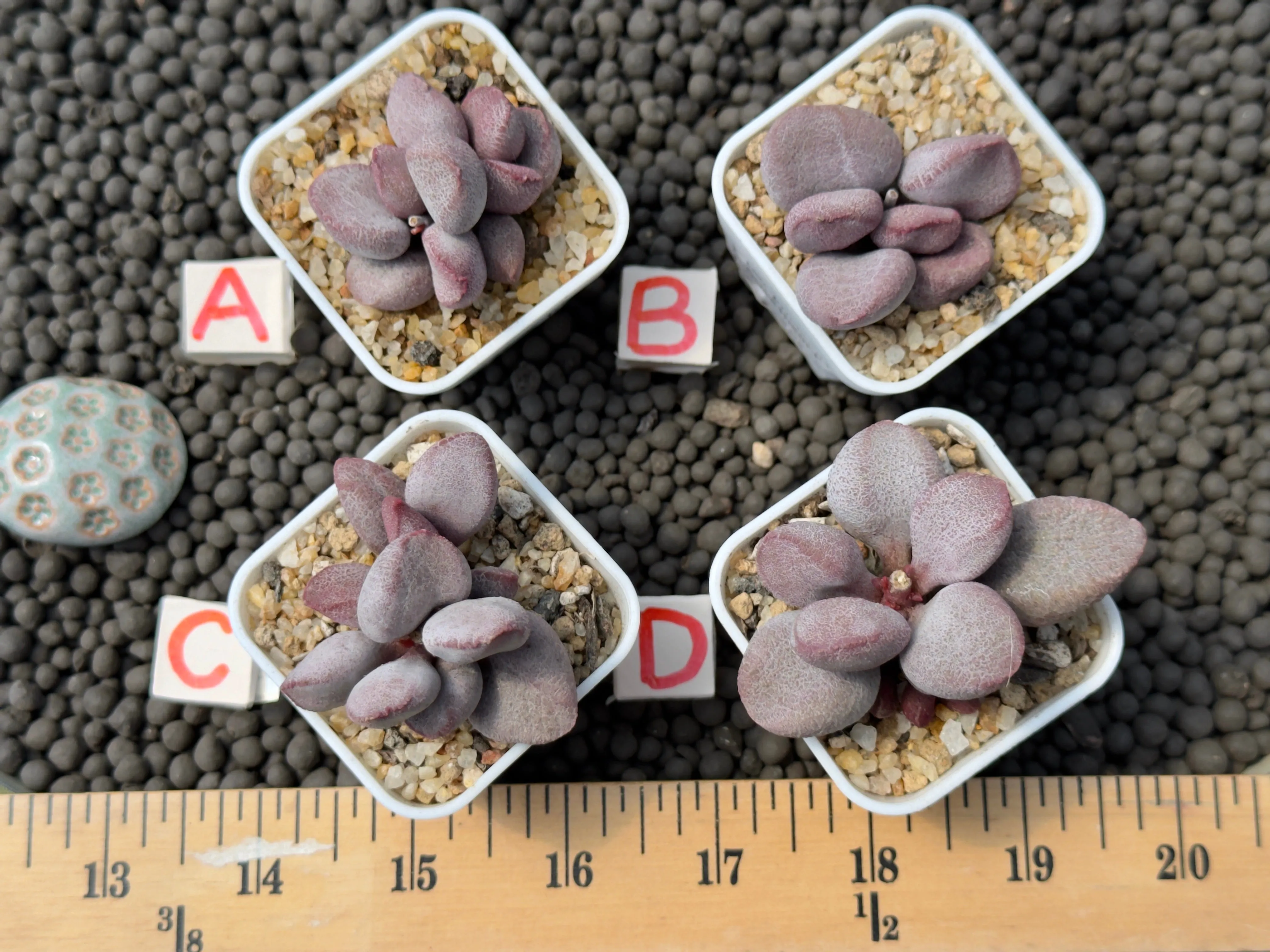 Adromischus 'Sweetheart' Imported Succulent Plant