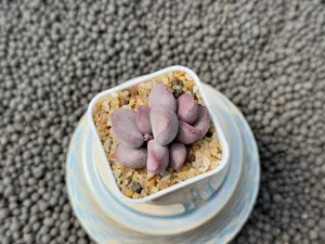 Adromischus 'Sweetheart' Imported Succulent Plant