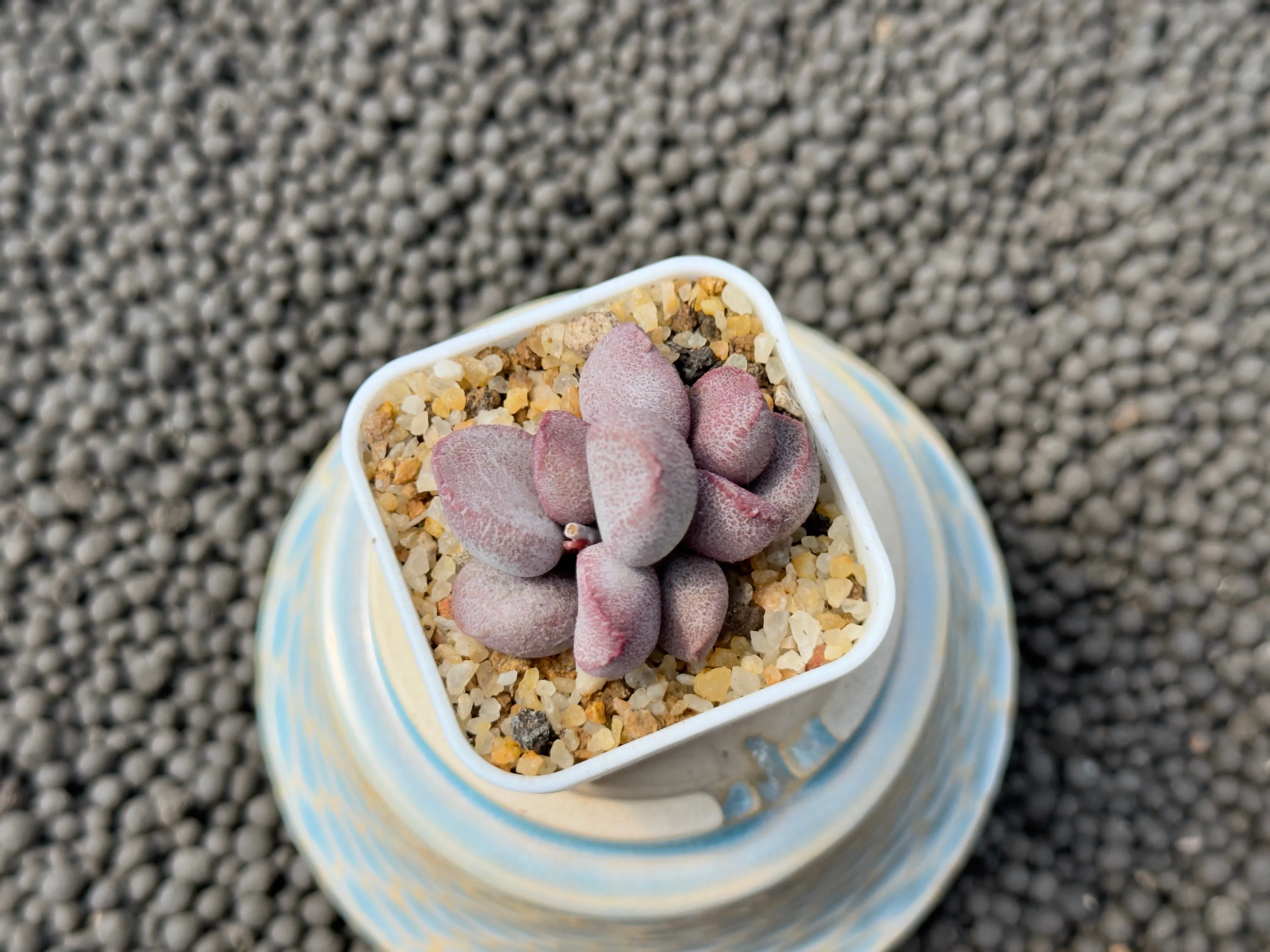Adromischus 'Sweetheart' Imported Succulent Plant