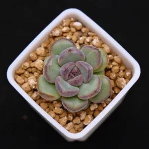 Echeveria Boracay baby Korean Succulent Plant