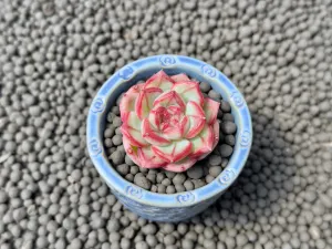 Echeveria Coralia Korean Succulent Plant