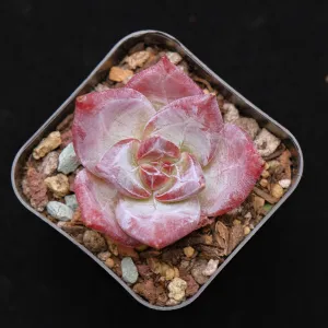 Echeveria Ice Muscle Korean Succulent Plant