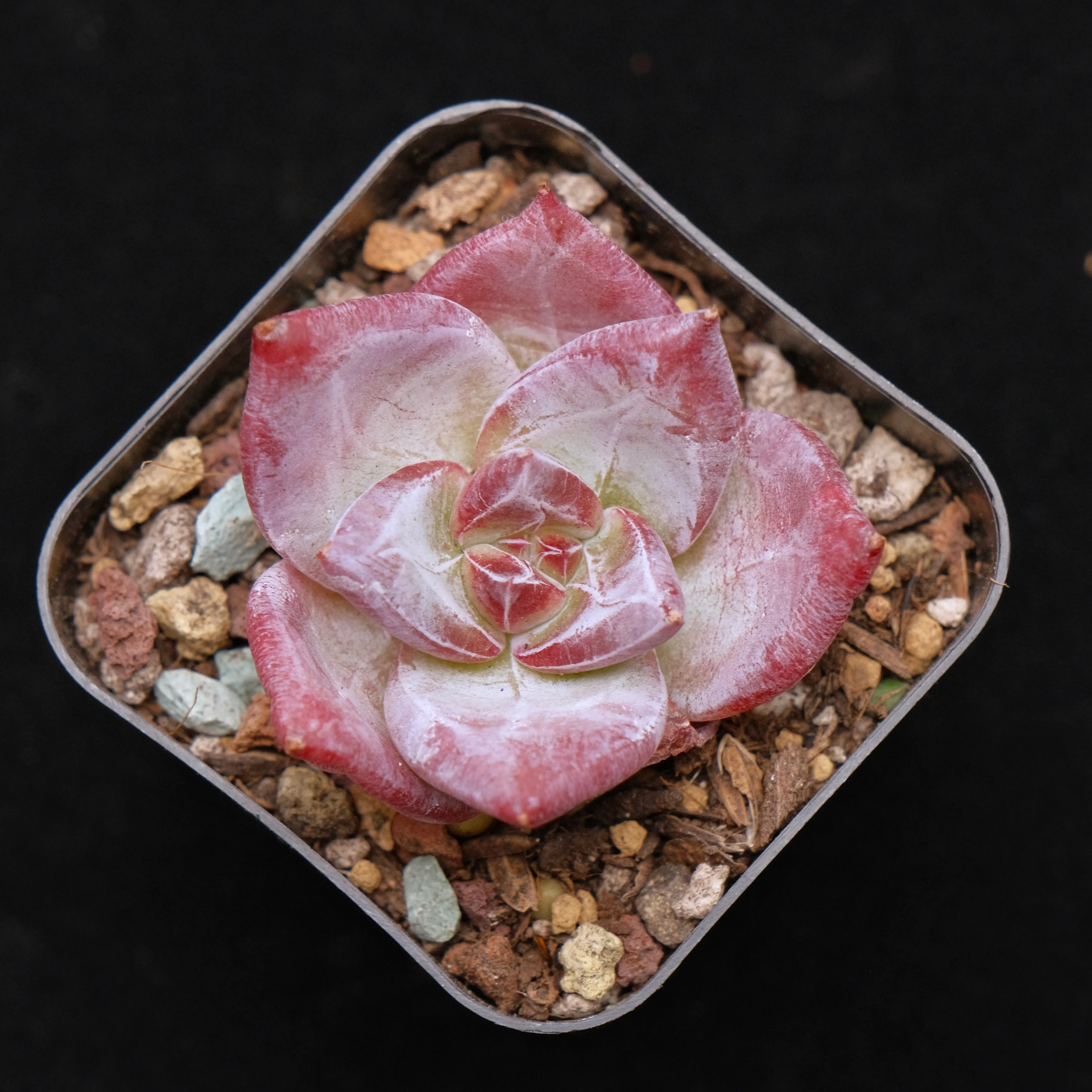 Echeveria Ice Muscle Korean Succulent Plant