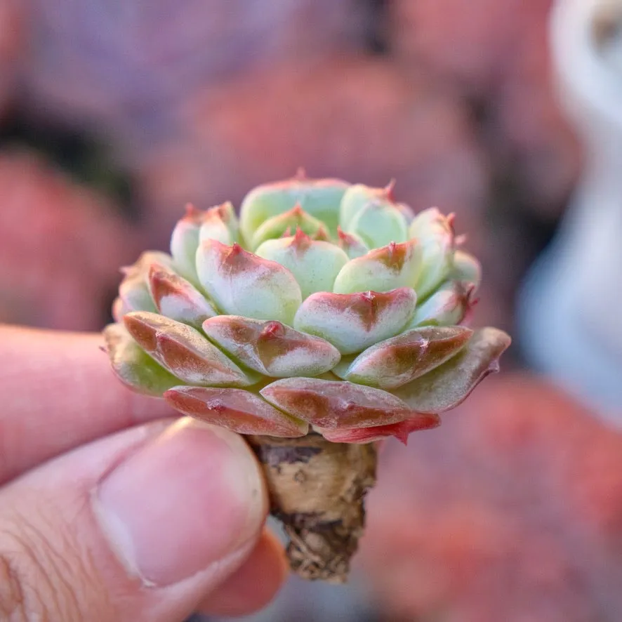Echeveria Red Chocolate Ball Korean Succulent Plant *New*
