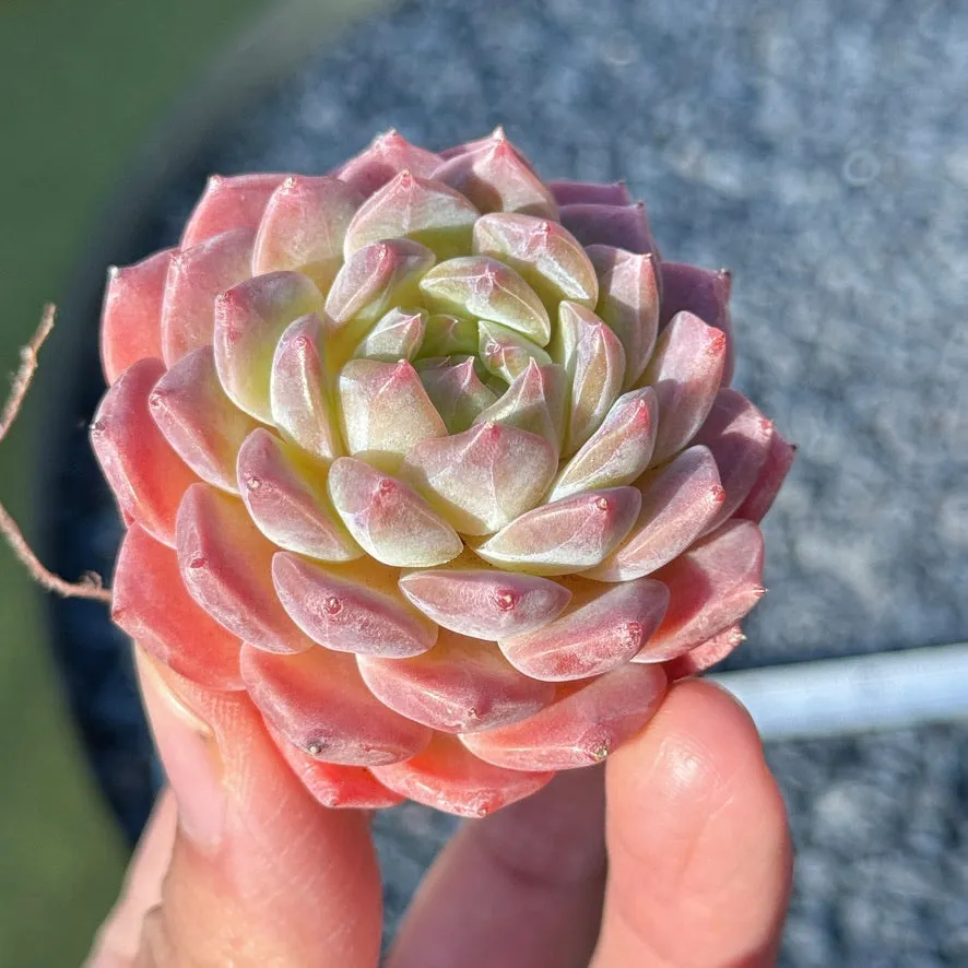 Echeveria Rosé Succulent Plant G