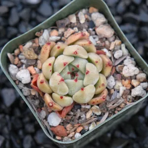 Echeveria Sarahime hybrid A Changhee hybrid Korean Succulent Plant