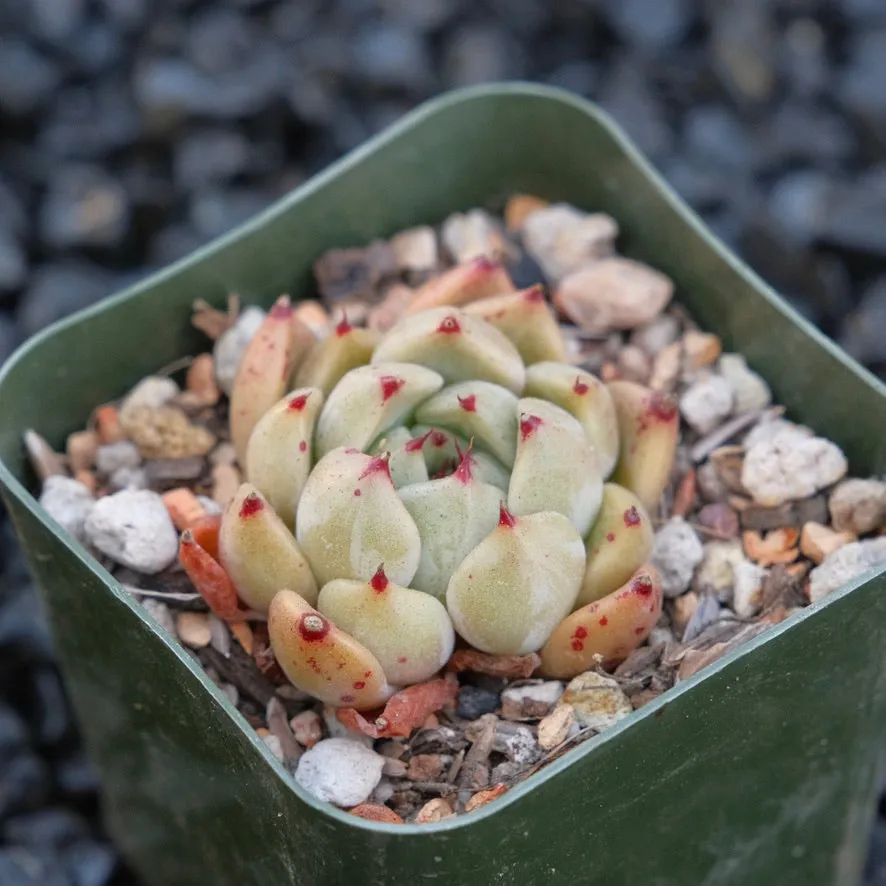 Echeveria Sarahime hybrid A Changhee hybrid Korean Succulent Plant