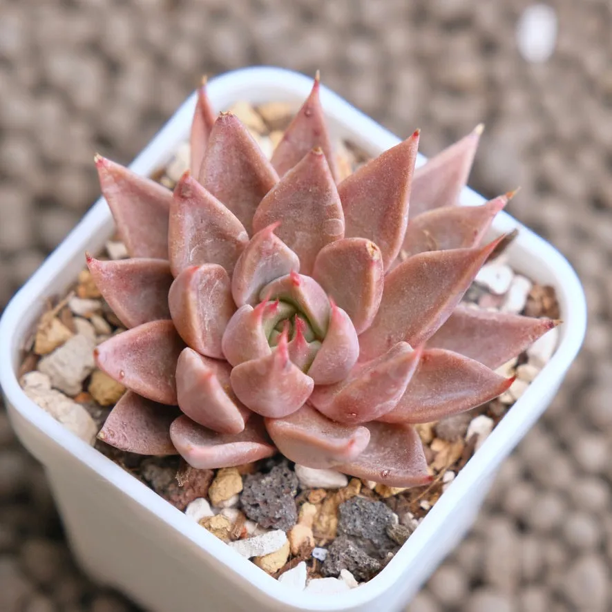 Graptopetalum Resbyi Imported Succulent Plant