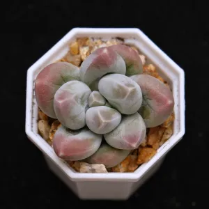 Pachyphytum Fresh Ball Korean Succulent Plant