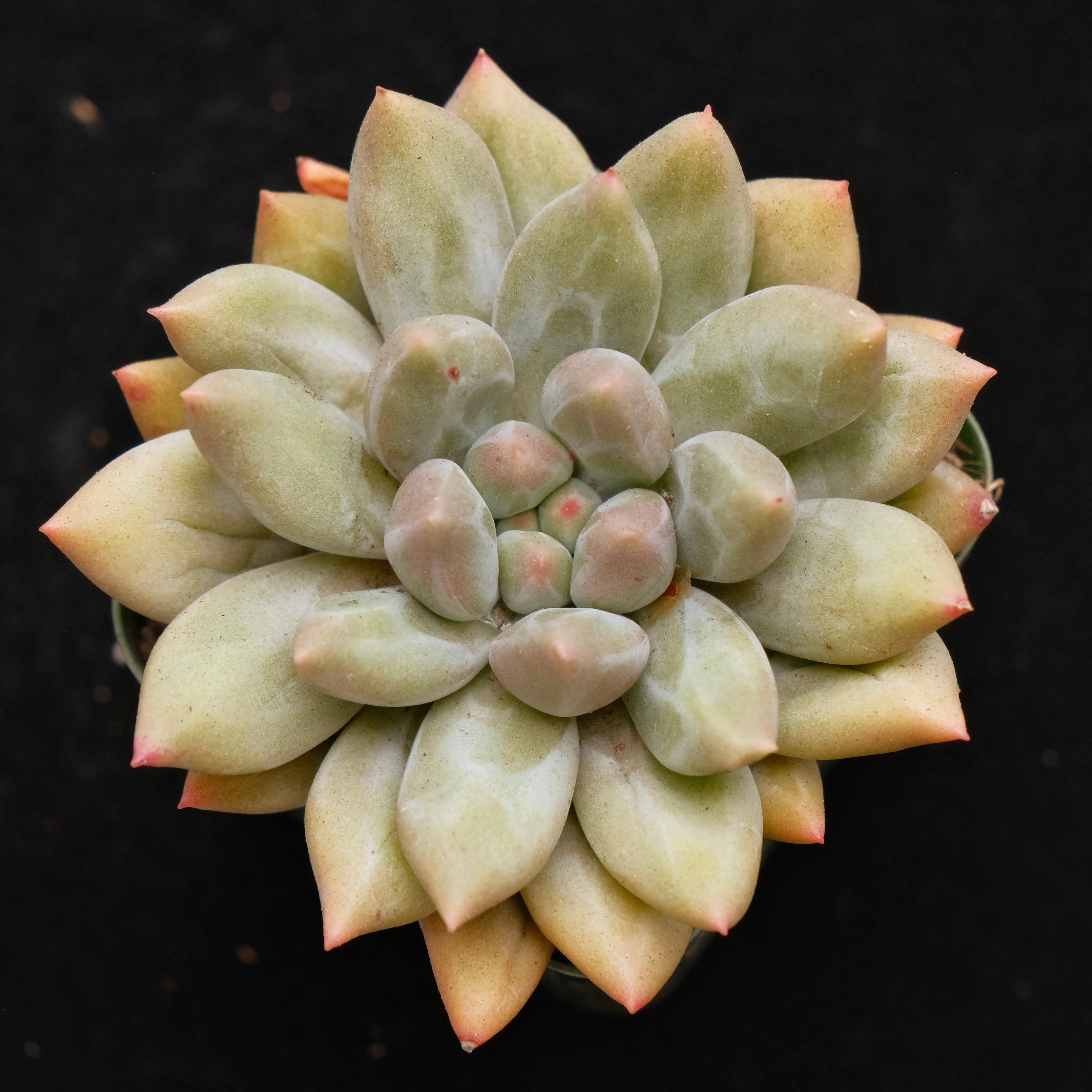 Pachyveria Shooting Star Korean Succulent Plant *Rare*