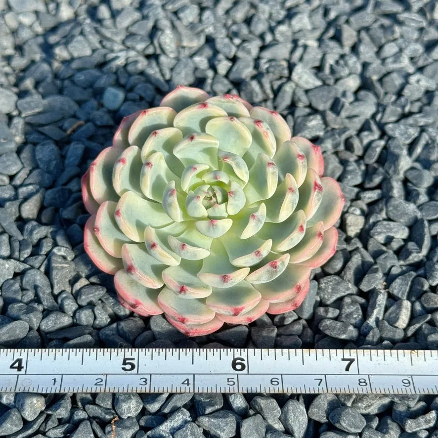 Variegated Echeveria Minima Succulent Plant A